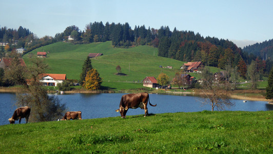 View on meadow and lake Sihlsee