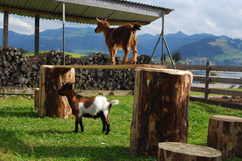 Goats on a visit