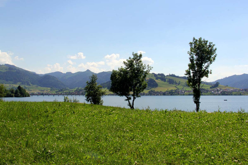 Trees by the Sihlsee